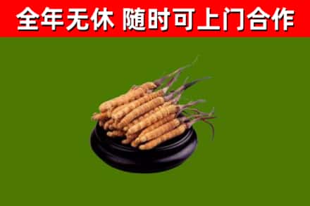 鼎湖烟酒回收冬虫夏草.jpg